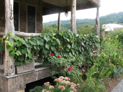 Grapes Growing On Front Porch Railing